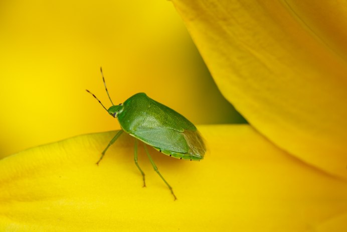 Клоп-щитник Nezara viridula