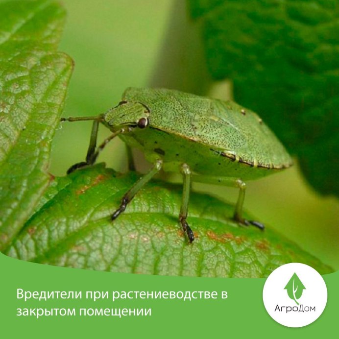 Жук малинник