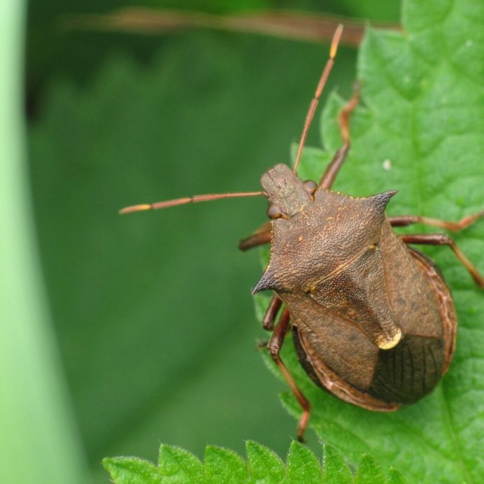 Жук-вонючка (stink Beetle)