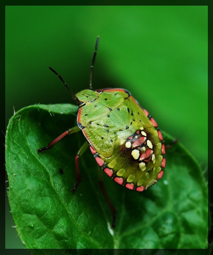 Palomena prasina