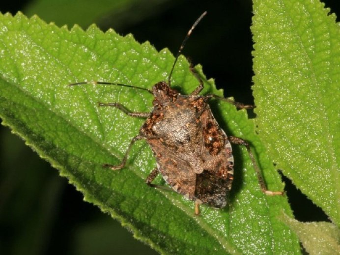 Щитник Nezara viridula (зелёный овощной клоп)
