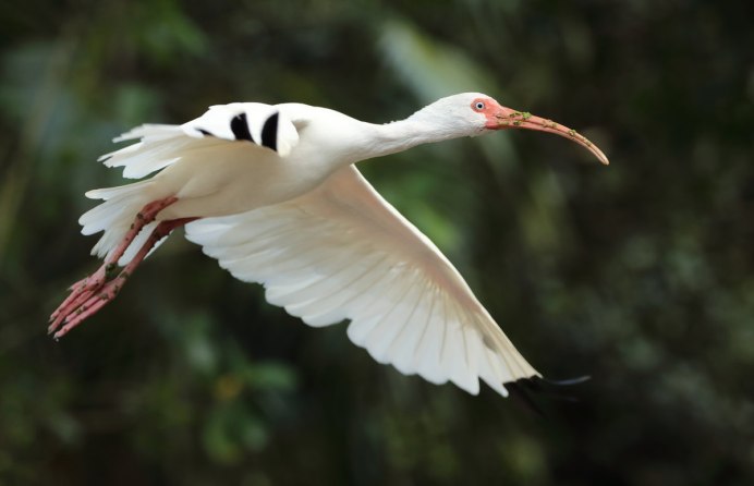 Ibis белый