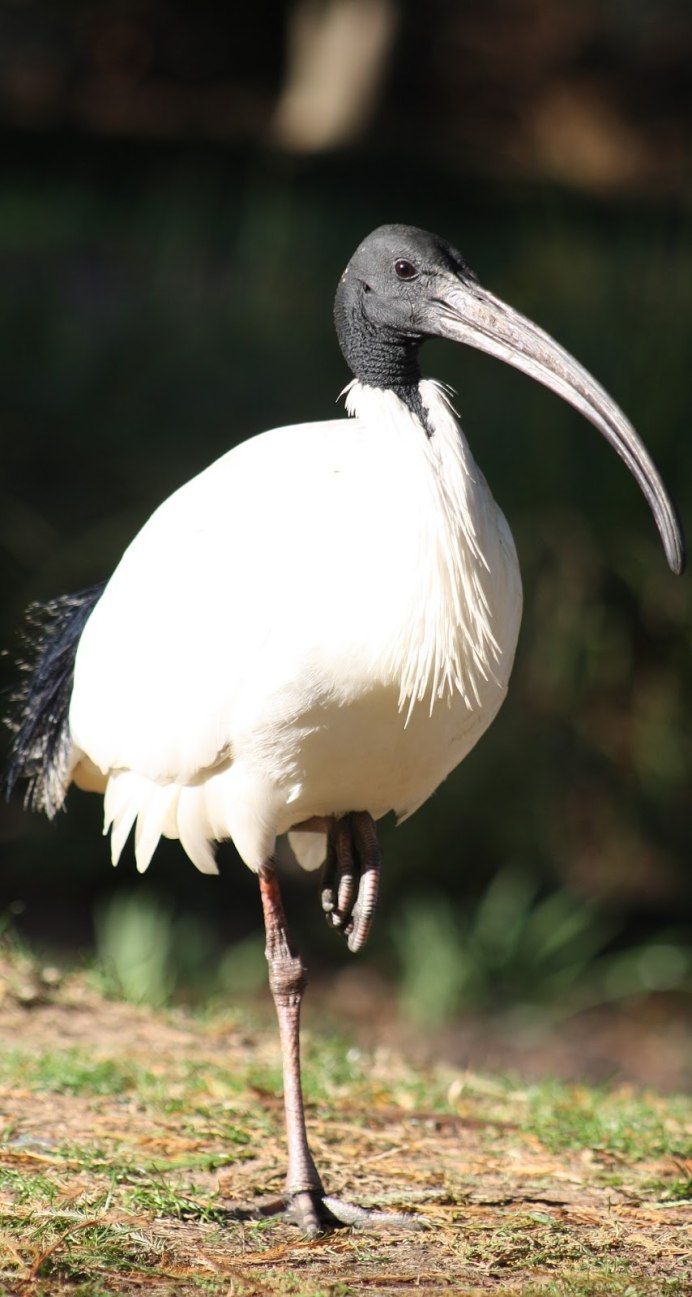 White ibis