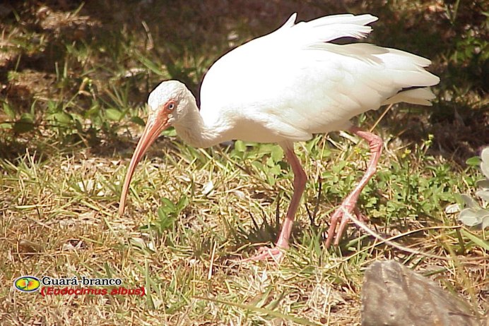 Eudocimus Albus