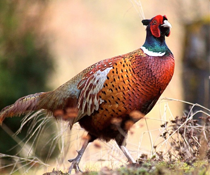 Фазан леди Амхерст