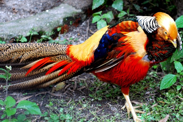 Ring necked Pheasant