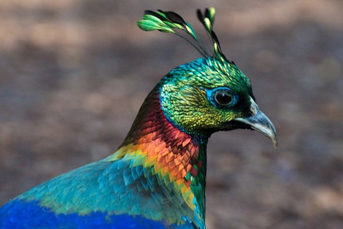 Северокавказский фазан