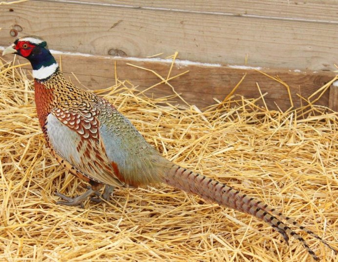 Ястреб Pheasant