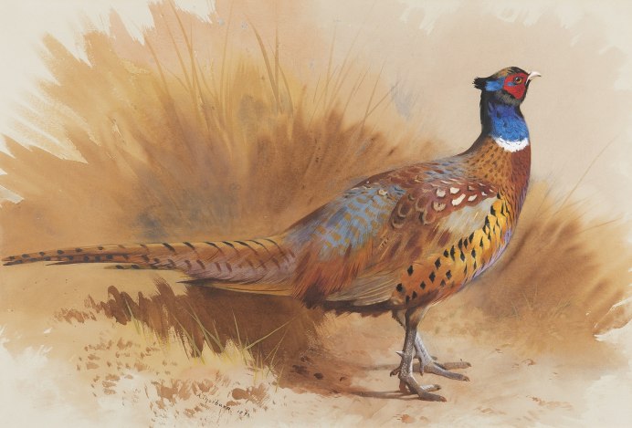 Фазан с красными глазами