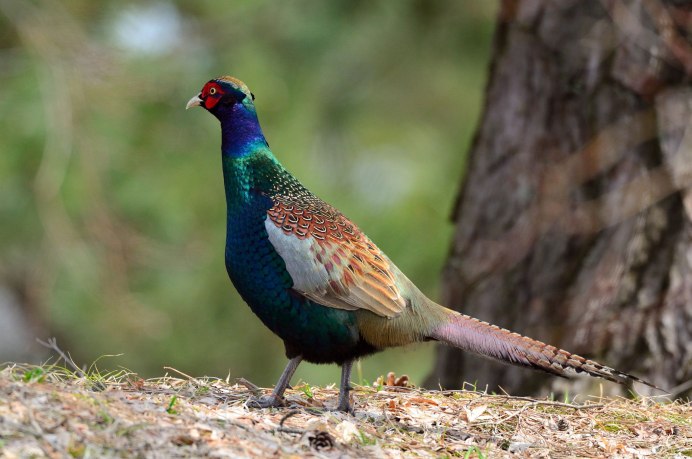 Краснопёрые фазаны