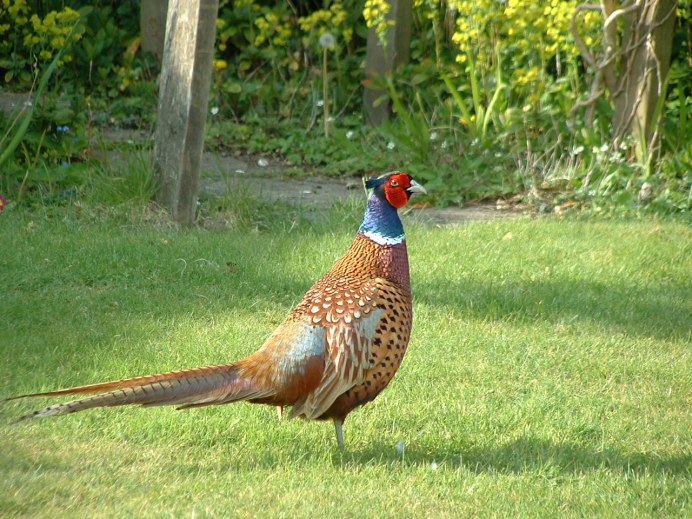 Фазан Крымский птенец