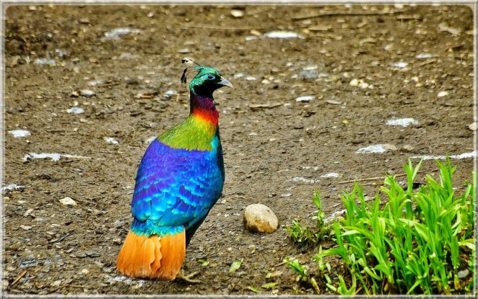 Гималайский монал