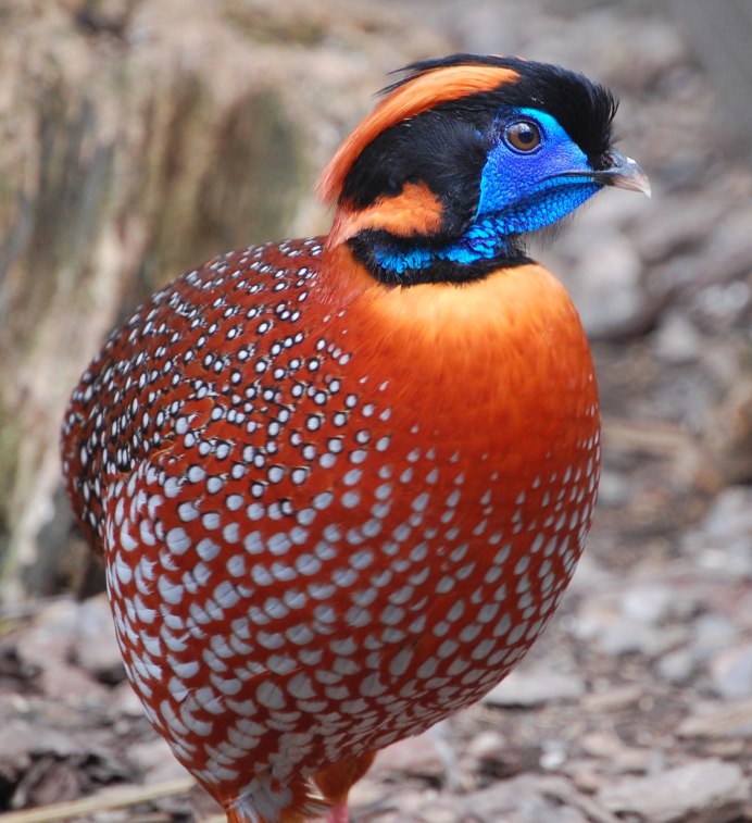 Пёстрый китайский фазан