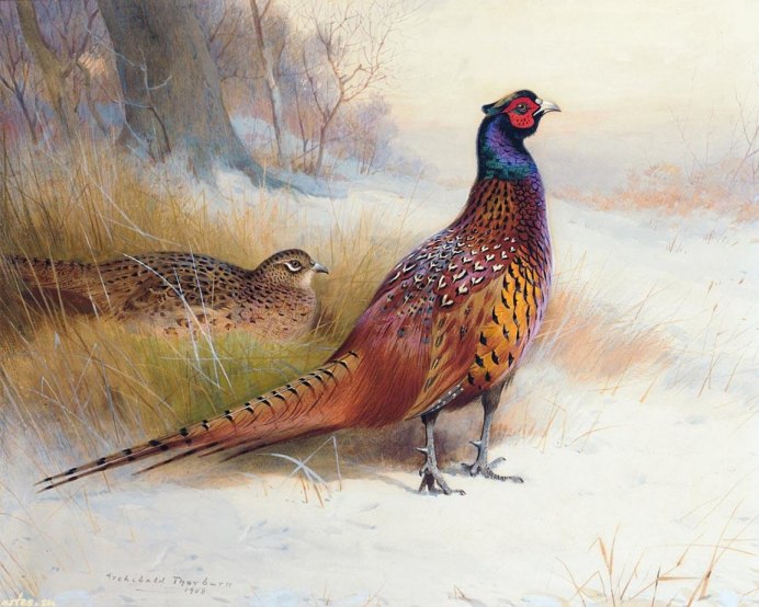 Сидячий фазан