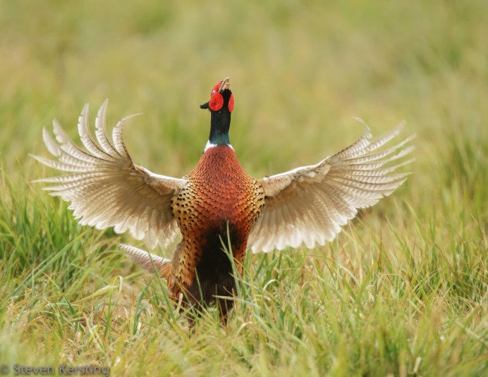 Малазийский павлиний фазан