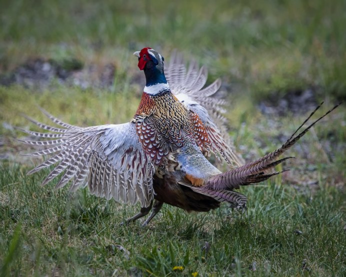 Зелёный фазан / Phasianus versicolor