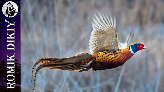 Зелёный фазан / Phasianus versicolor