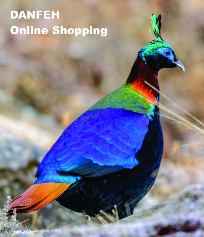 Красноспинный фазан