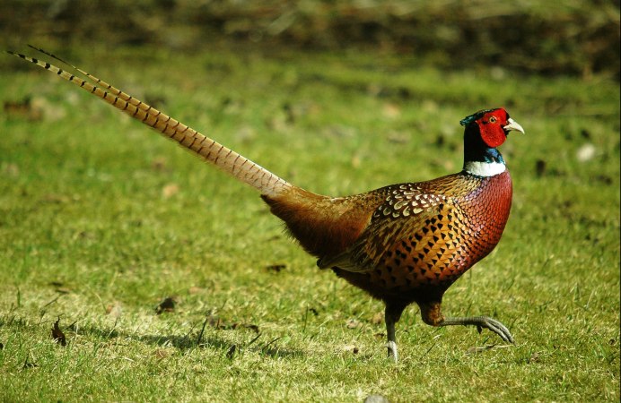 Золотой Королевский фазан