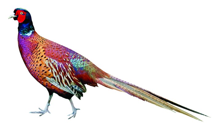 Северокавказский фазан