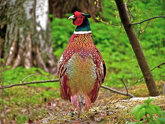 Фазан золотой красный