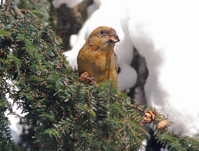 Клёст-Сосновик Loxia pytyopsittacus