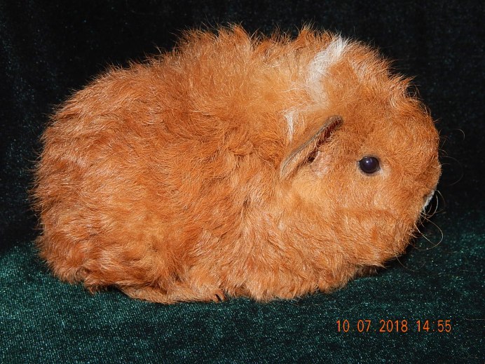 Морская Свинка мини як купить