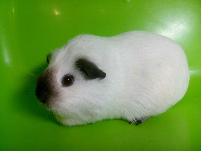 Морская Свинка маленькая