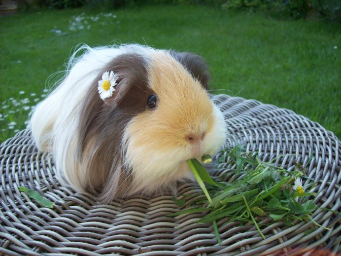 Морская Свинка на задних лапах прозрачный фон