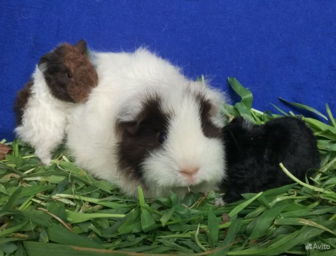 Морская Свинка Тексель