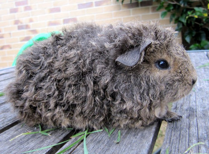 Морская Свинка ьтекстель