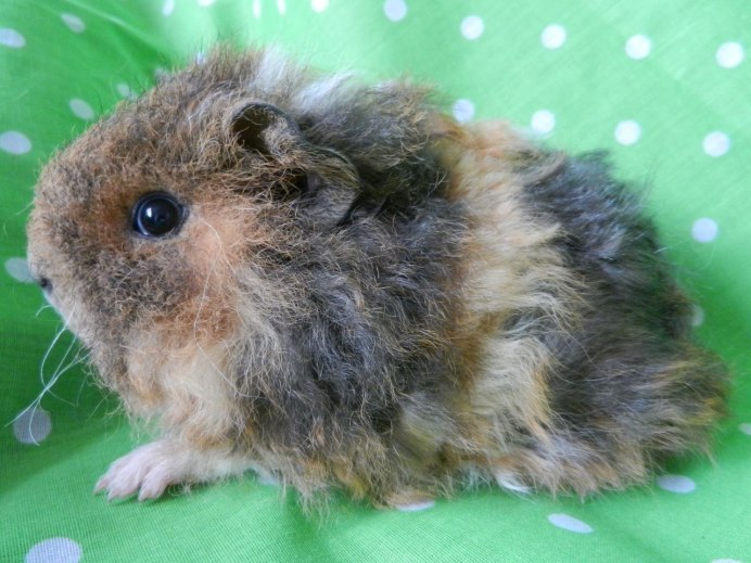 Морская Свинка породы Тексель