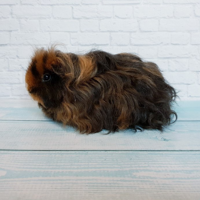 Розетчатая морская Свинка