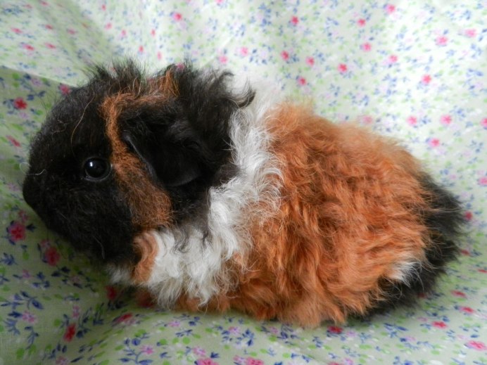 Морская Свинка голландская