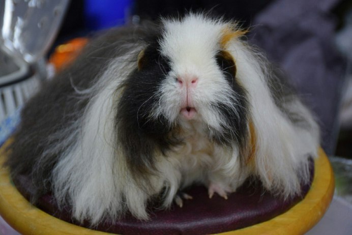 Морская Свинка Тексель