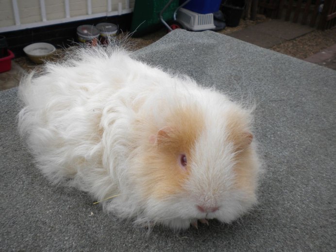 Морская Свинка Тексель