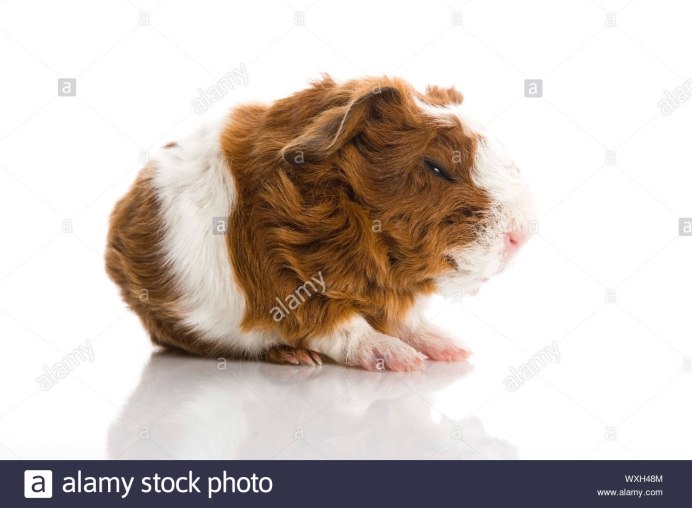 Морская Свинка Тексель черепаховая