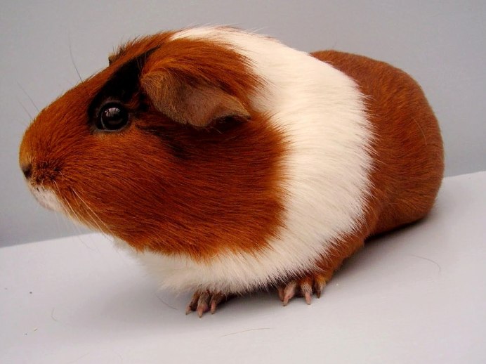 Черная кудрявая морская Свинка