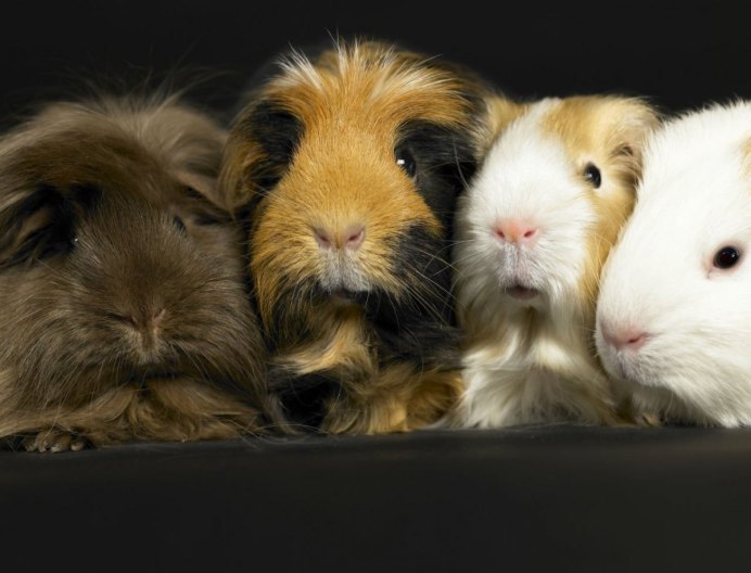 Морская Свинка Тексель уход