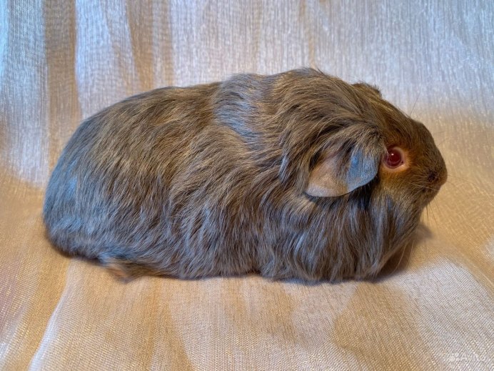 Морская Свинка розетчетая