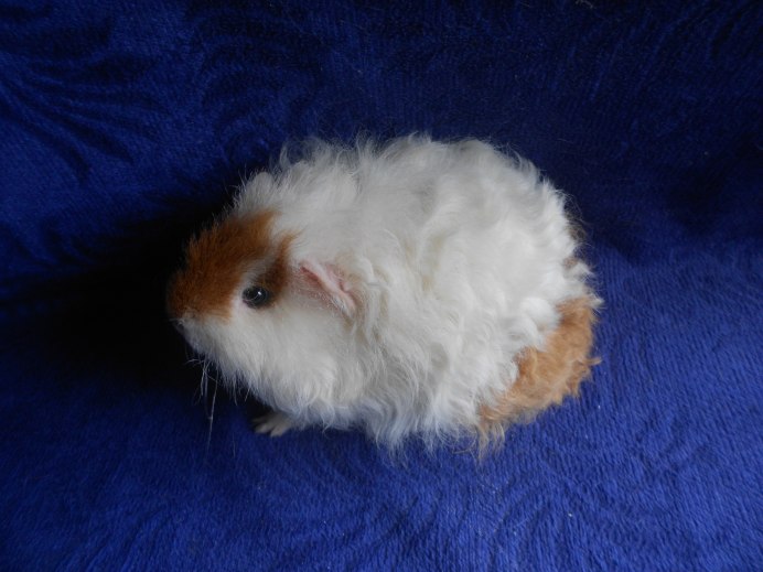 Морская Свинка породы Тексель