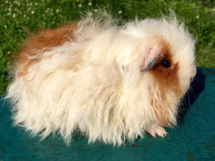 Морская Свинка породы Тексель