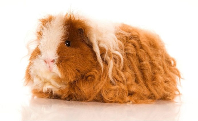 Полотенце морская Свинка