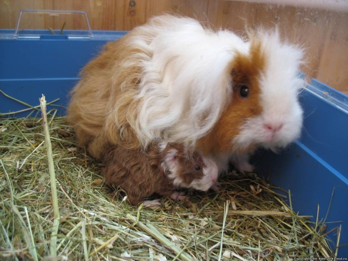 Морская Свинка Слейт Блю Тан сатин