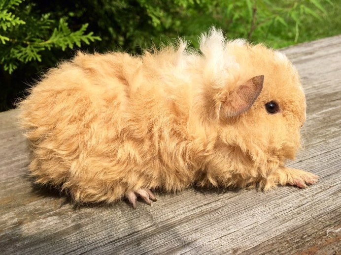 Морская Свинка породы Тексель