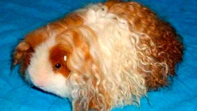 Каракулевая морская Свинка