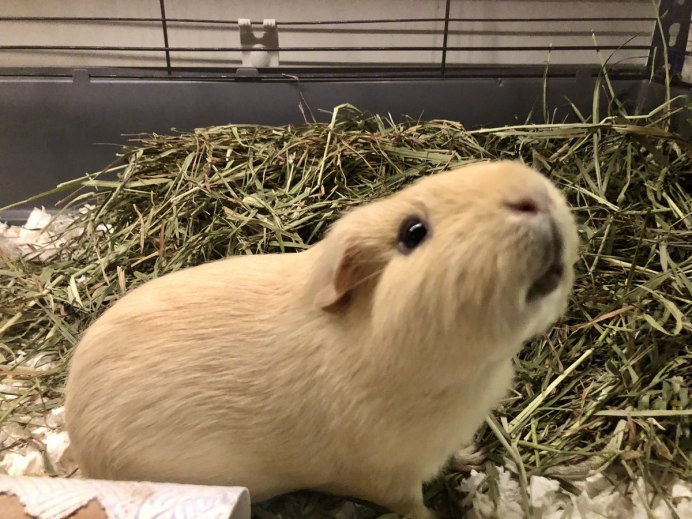 Морская Свинка породы Тексель