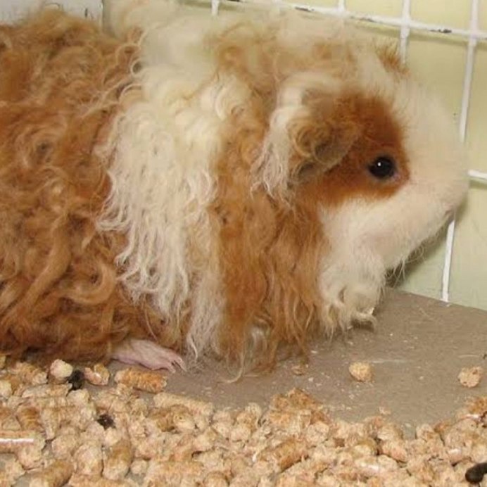 Морская Свинка Тексель красная