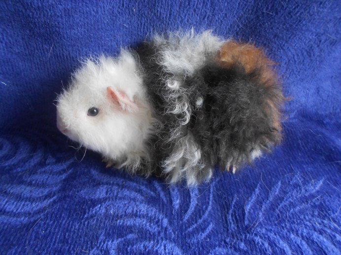 Морская Свинка Тексель