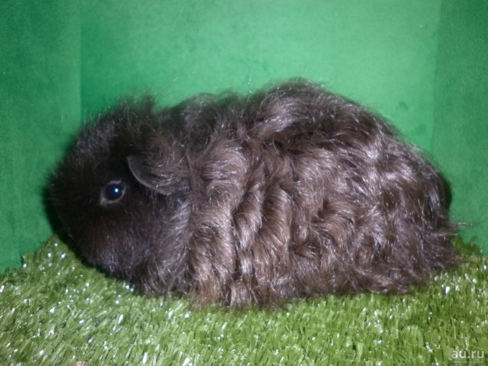 Морская Свинка Тексель